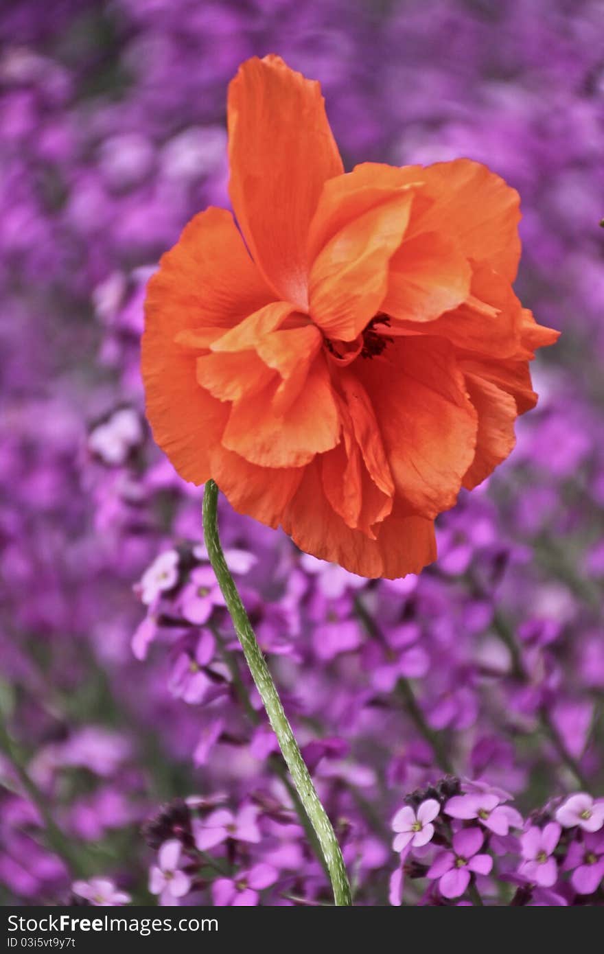 Orange flower with purple flowers behind