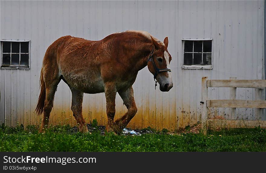 Farm horse in Pennsylvania, he looked like he had a hard day. Farm horse in Pennsylvania, he looked like he had a hard day.