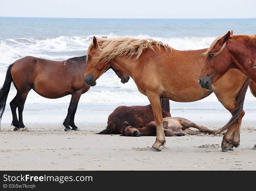 Wild horses that live on the beach in North Carolina. Wild horses that live on the beach in North Carolina