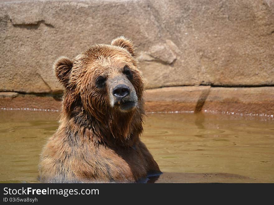 Even bears want a little privacy once in awhile. Even bears want a little privacy once in awhile.