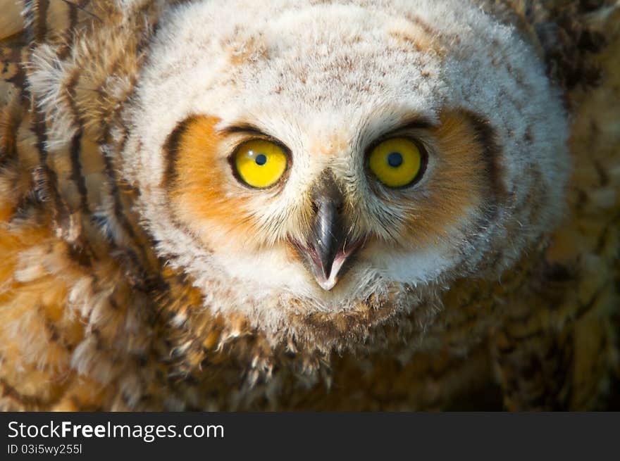 Great Horned Owlet