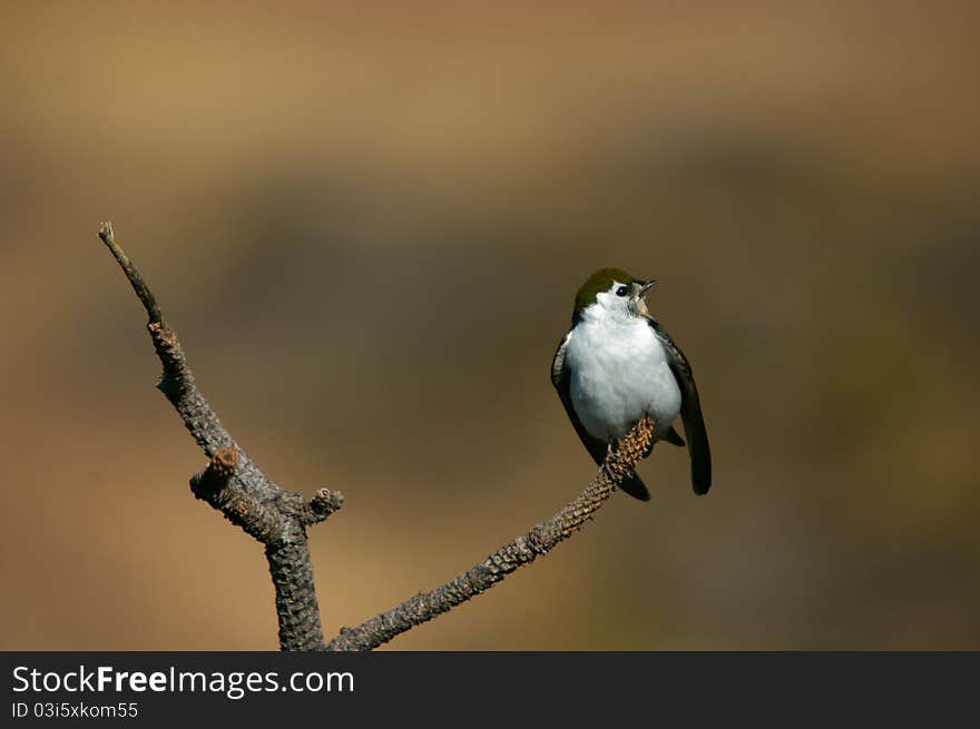 Violet Green Swallow Calling