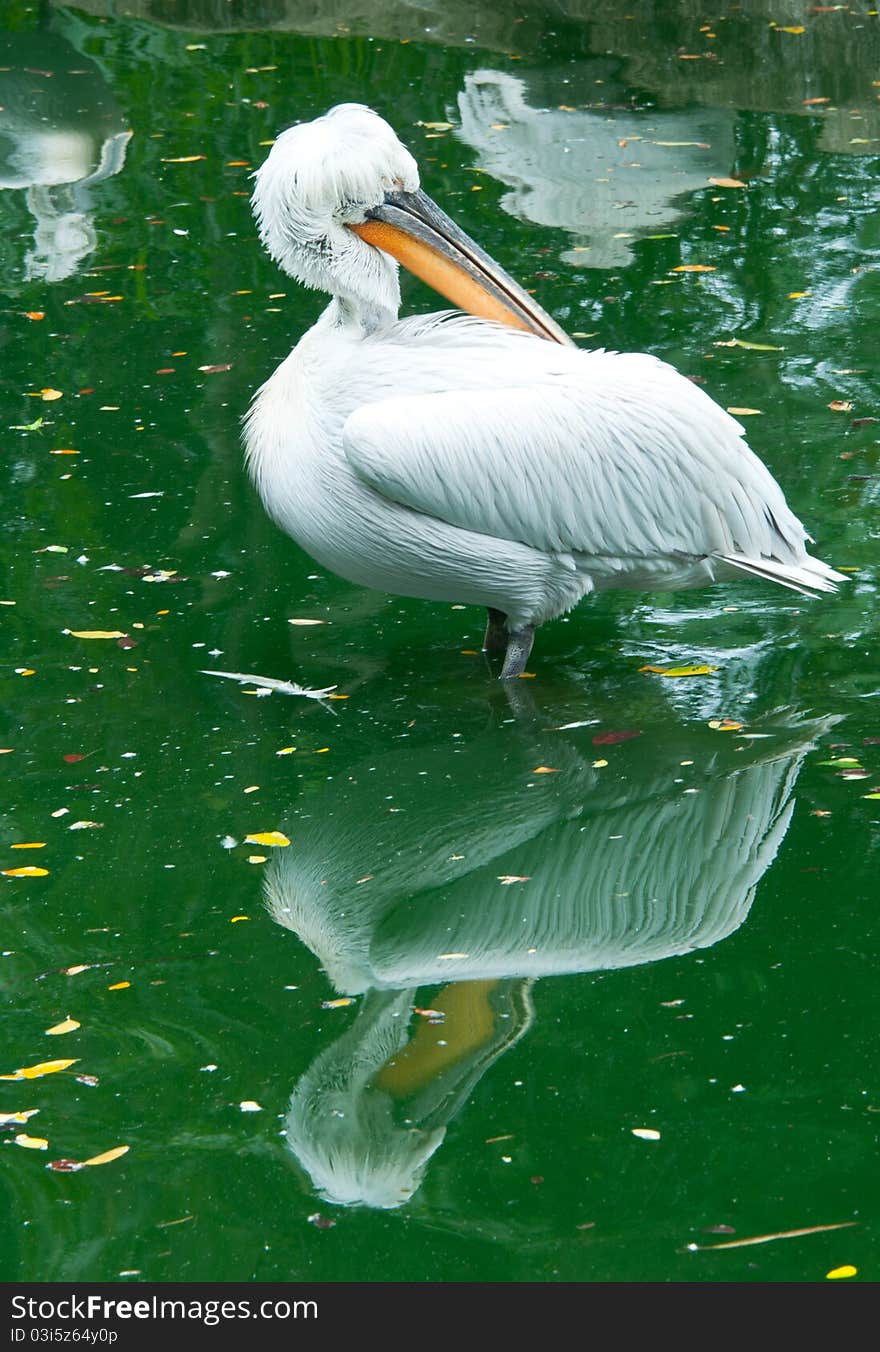 A portrait of white dalmatian pelican resting on water with mirror reflection. Dalmatian pelican is one of the species which the Agreement on the Conservation of African-Eurasian Migratory Waterbirds (AEWA) applies.