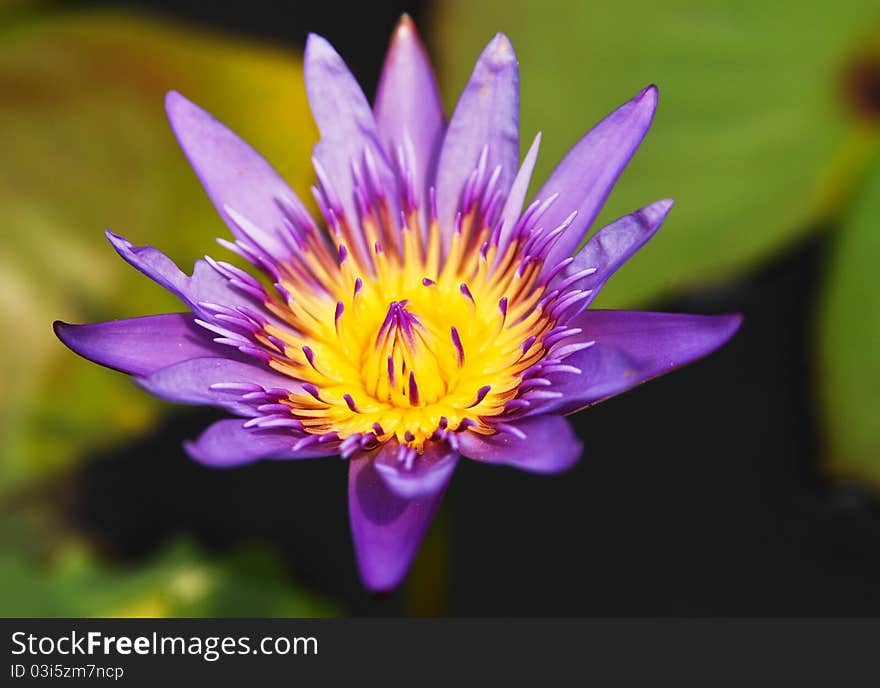 Purple lotus blossoms or water lily flowers blooming .