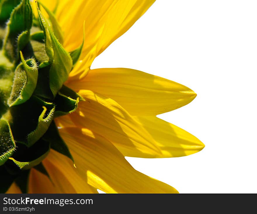 Yellow sunflower isolated on white 
with clipping path. Yellow sunflower isolated on white 
with clipping path.