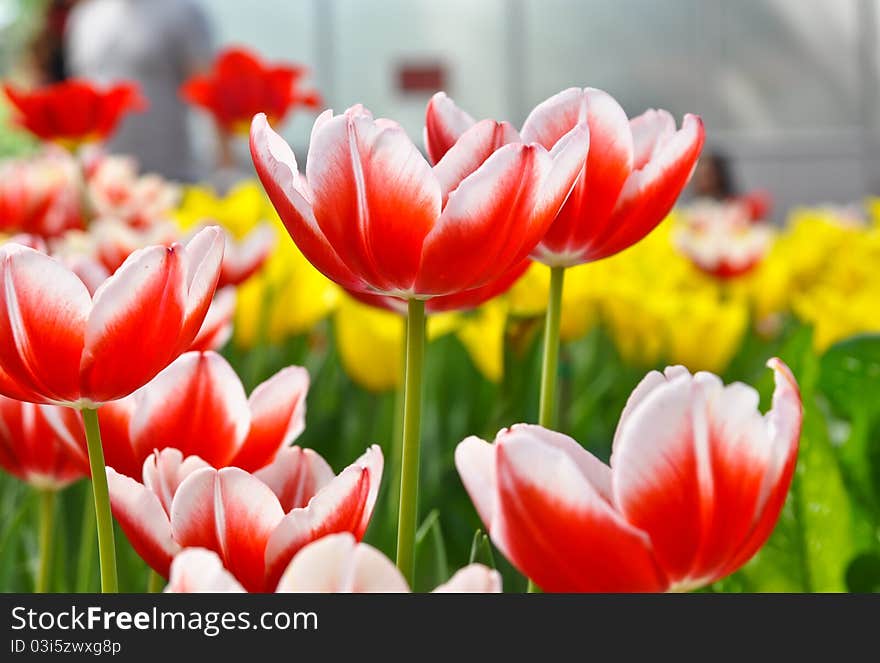 Colorful tulips in the garden  for background.