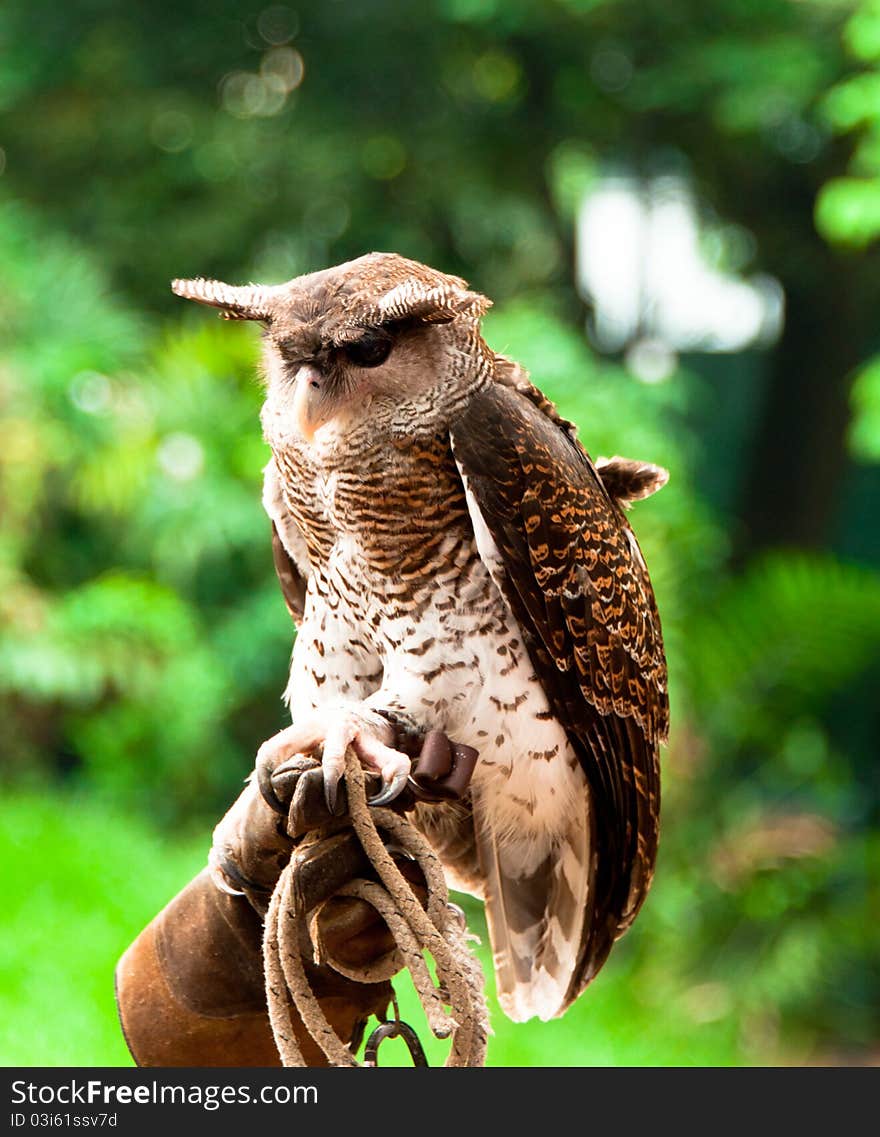 A portrait of horned eagle owl cling on a glove