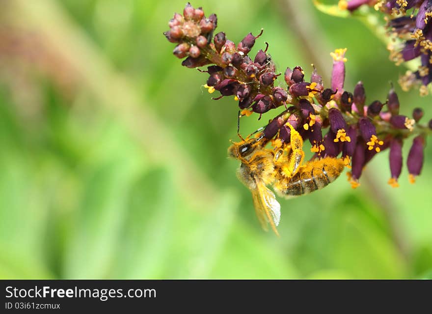 Bee on a flower with yellow pollen