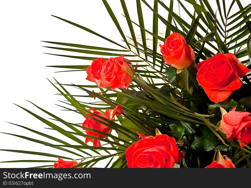 Red roses isolated on white background