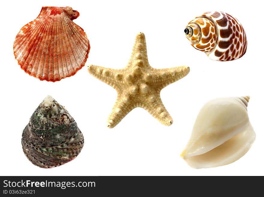 Collection of seashells, isolated