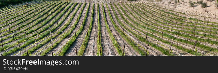 Overview of a vineyard in Emilia Romagna