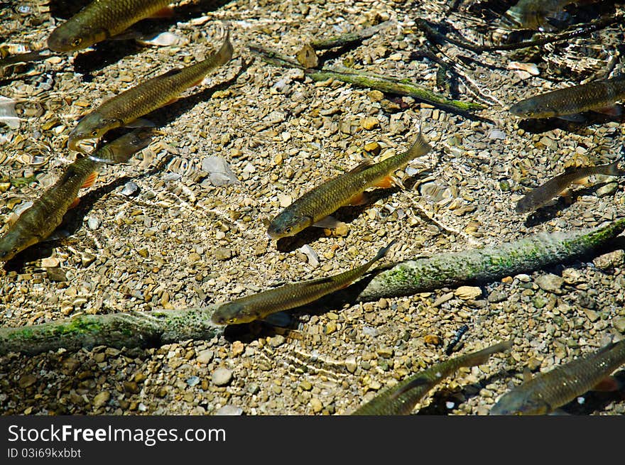 Shoal of fish swimming in a stream at Plitvice, Croatia