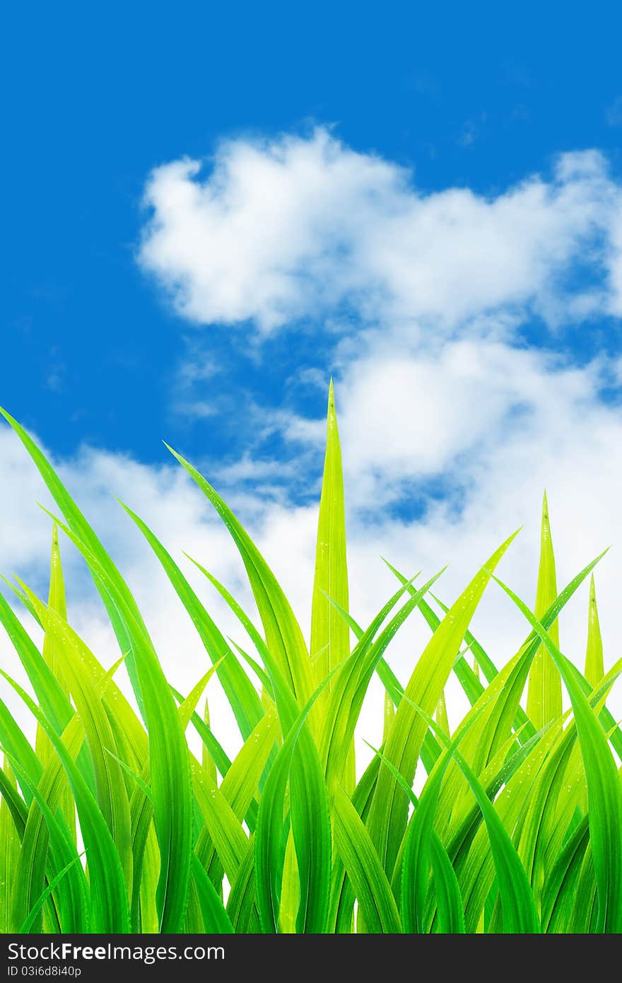 Closeup macro grass and cloudy sky background