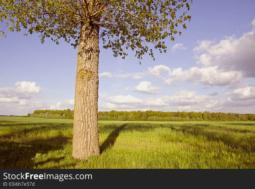 Landscape with tree and shadows