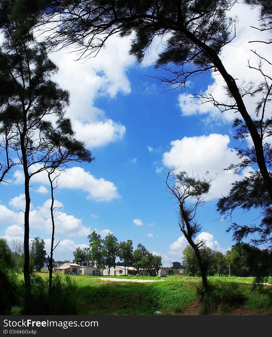 Pine Trees And Blue Sky