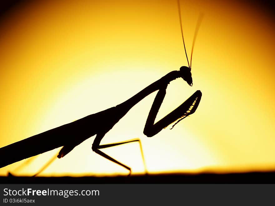 Mantids