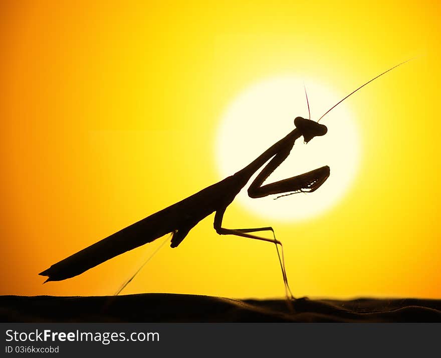 Mantids