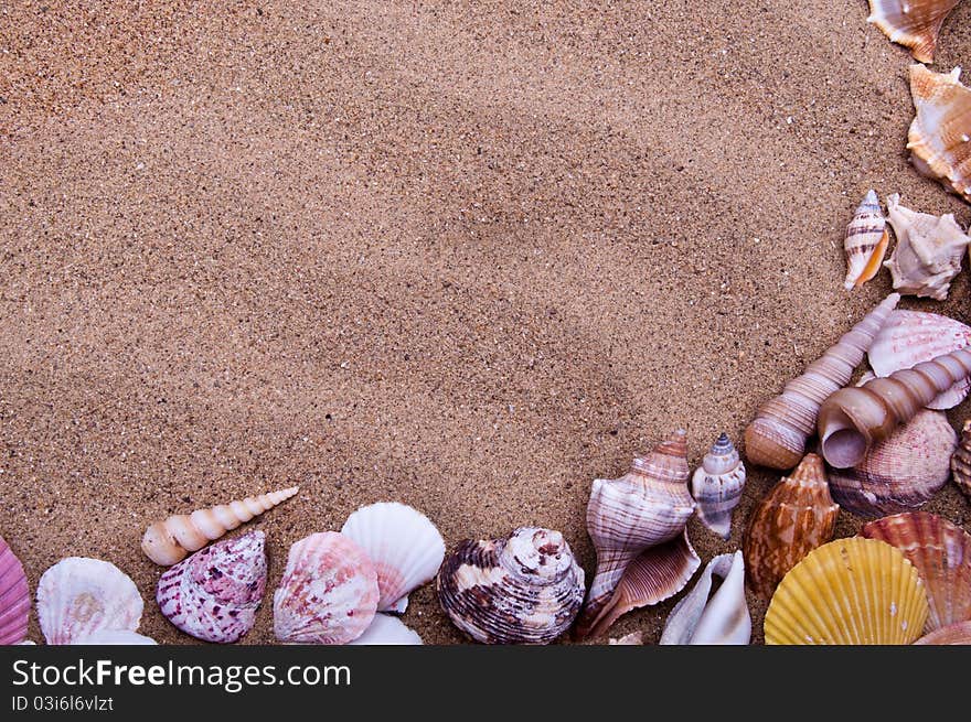 Sea shells with sand as background