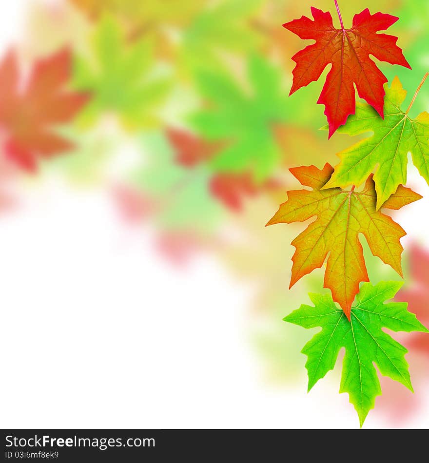 Fresh Spring Autumn Leaves Border