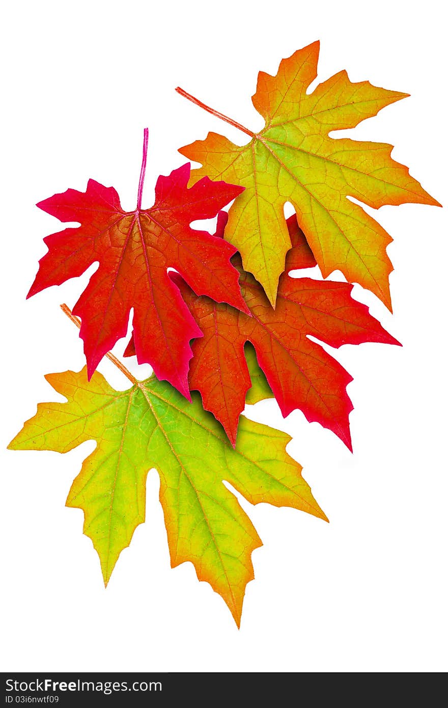 One leaf to be four color leaves. One leaf to be four color leaves