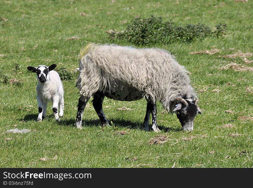 Lamb and sheep in field