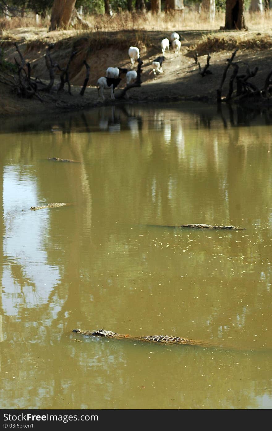 Vertical image of the scared crocodiles in a lake in Dogon country in Mali. Vertical image of the scared crocodiles in a lake in Dogon country in Mali