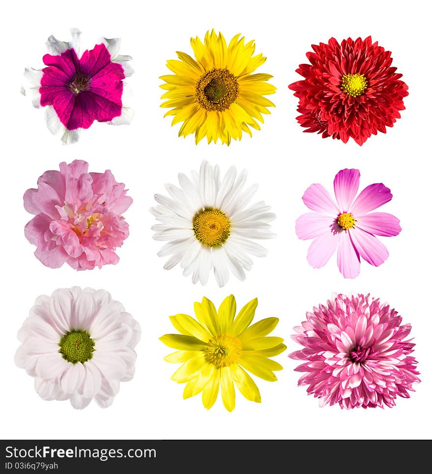 Collection flowers isolated over white