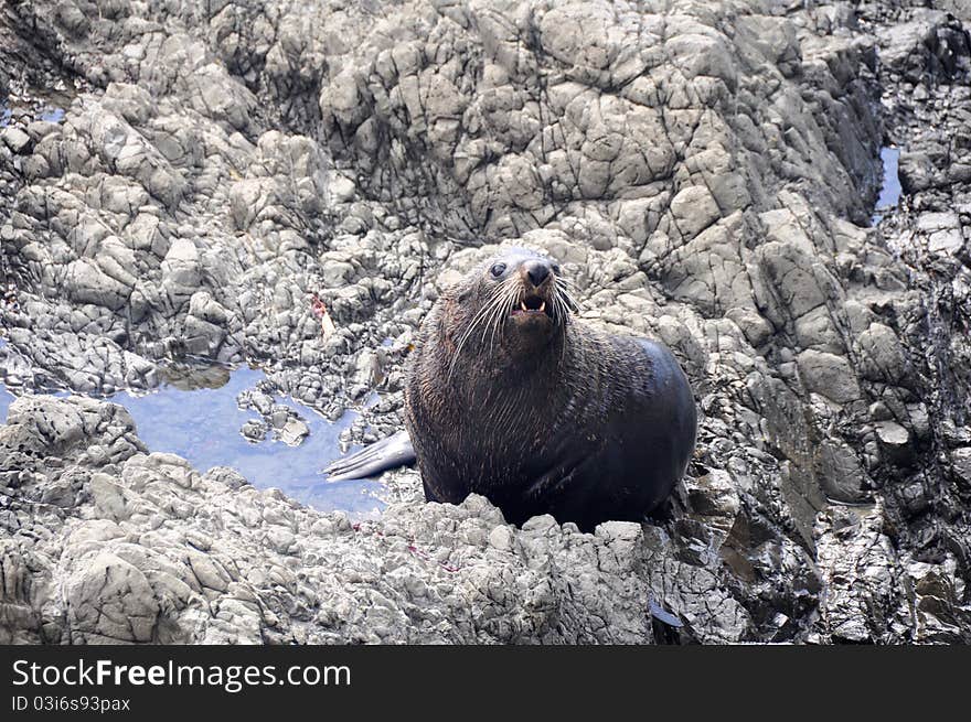 Wild seal at Ohau Point, New Zealand