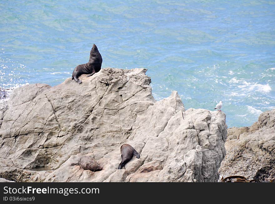 Wild seals at Ohau Point, New Zealand