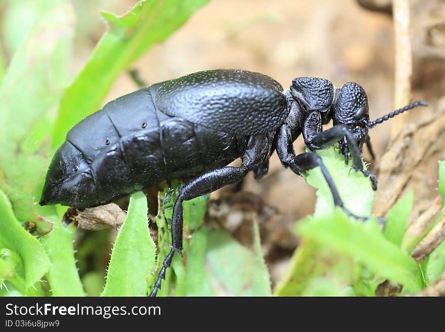 A large black oil beetle on island La Palma