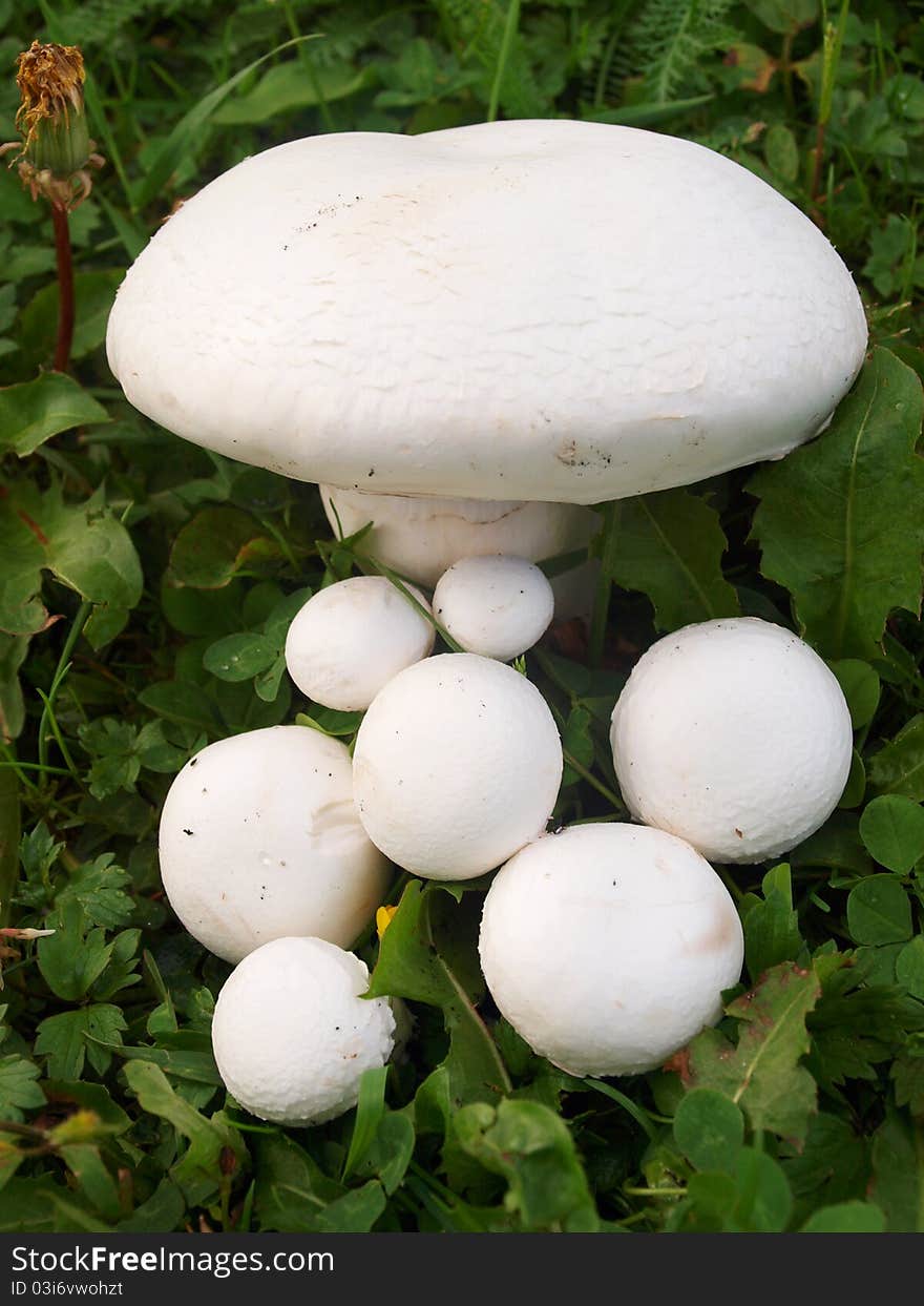 White mushrooms