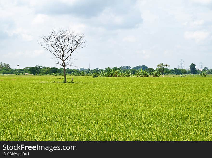 Dead tree among green rice paddy field