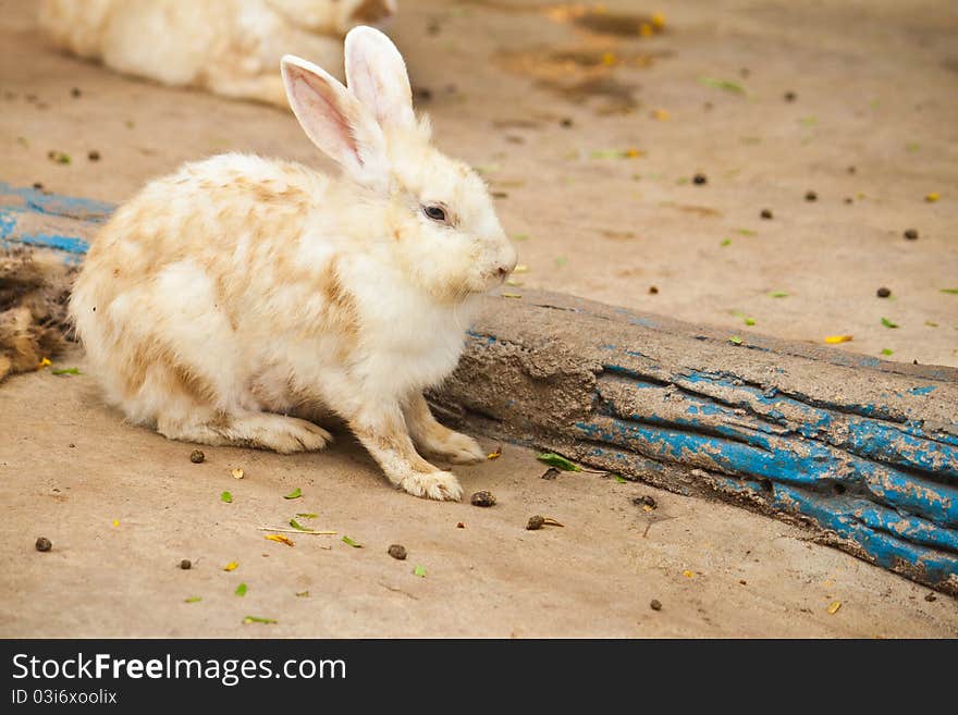 Cute Rabbit sitting on the floor