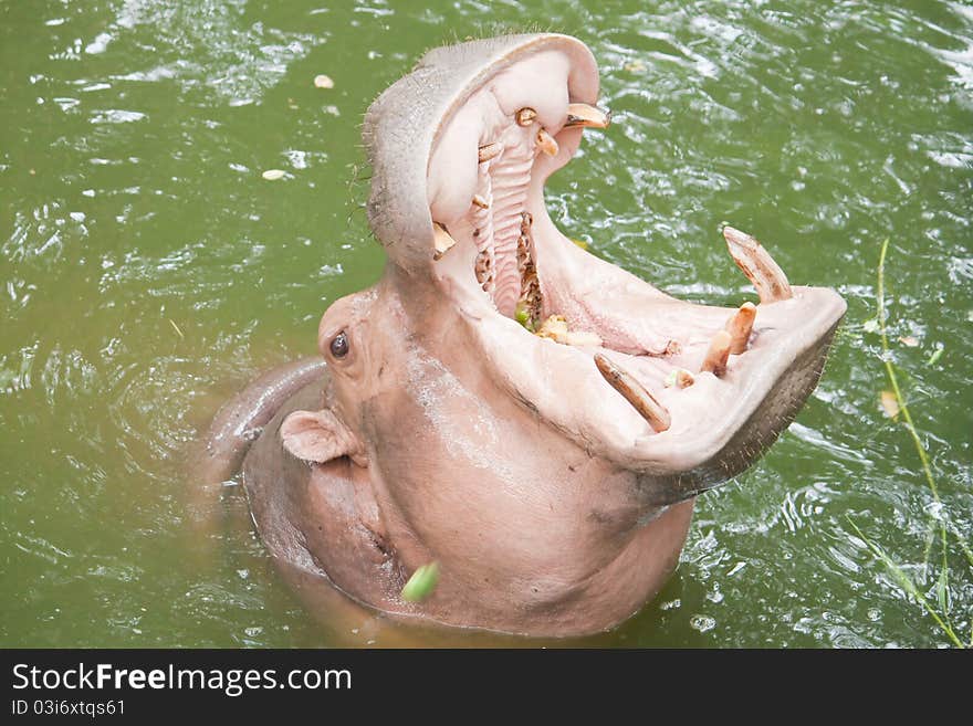 Hippopotamuses