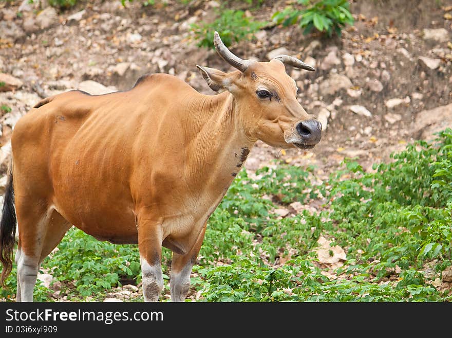 Wild cattle beside the hill