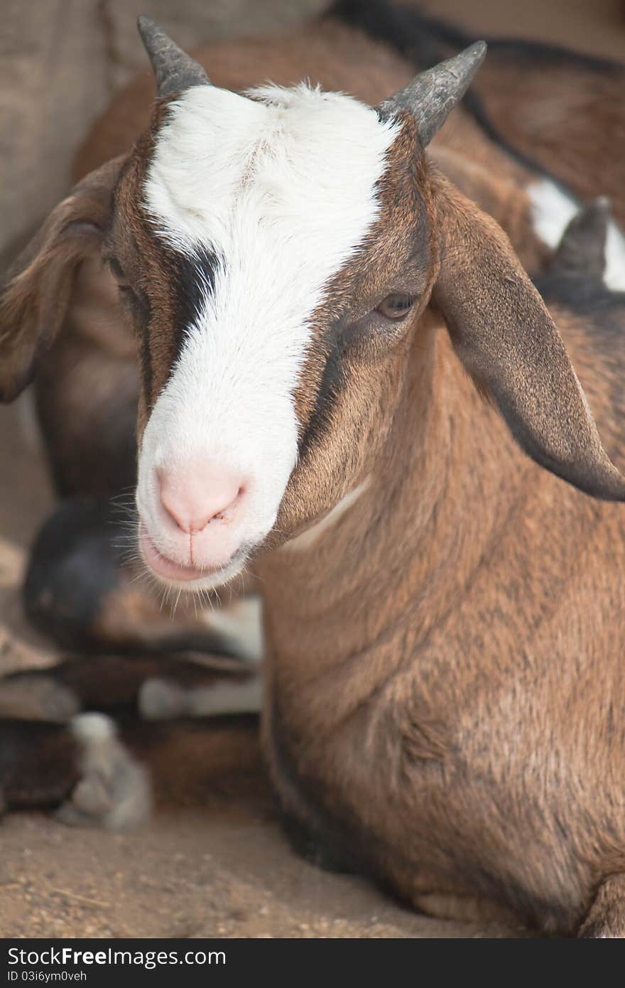 Smiling brown goat portrait in the farm. Smiling brown goat portrait in the farm