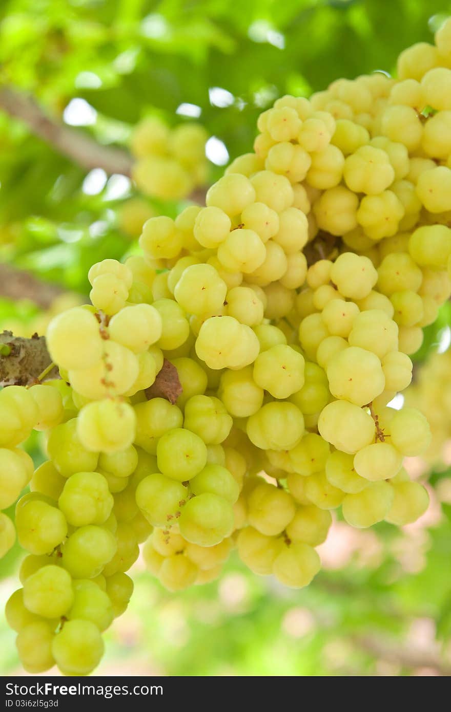 Tropical Fruit ,Thai native fruit name in thai is Ma Yom