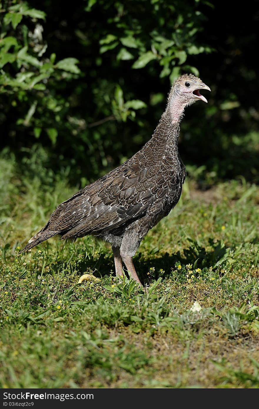 Photo of a young hen turkey. Photo of a young hen turkey