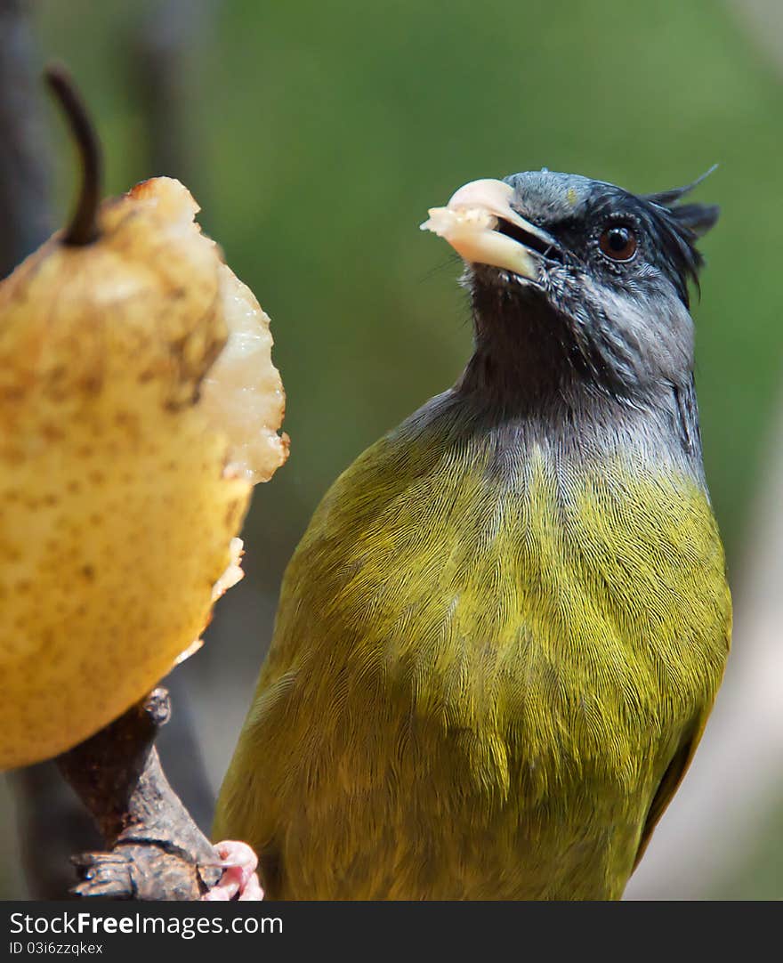 A yellowbird are carefully eat food