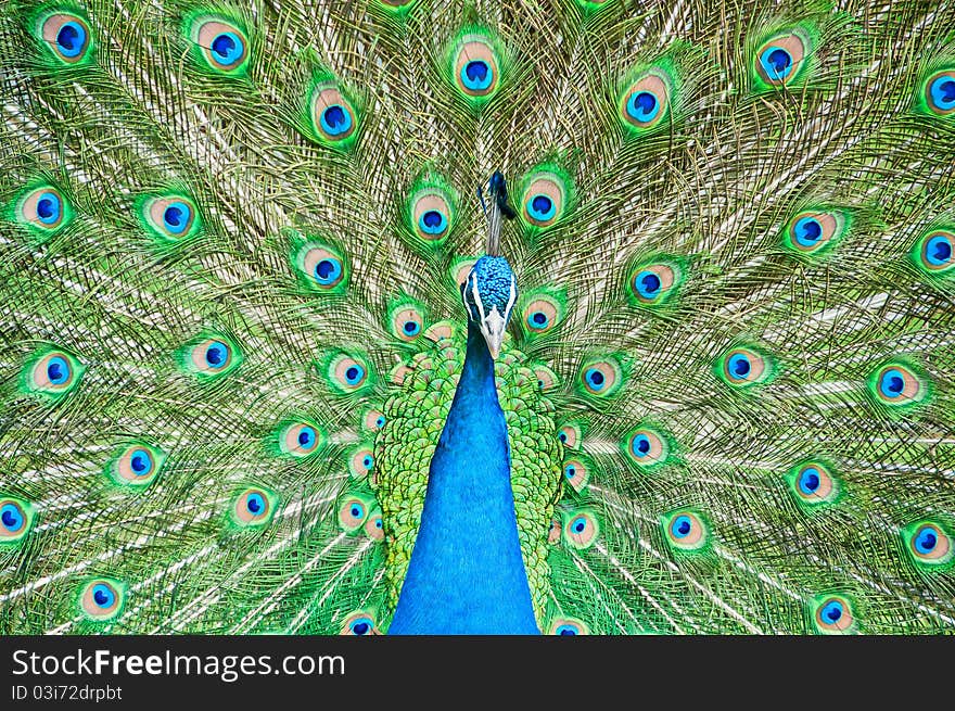 Peacock