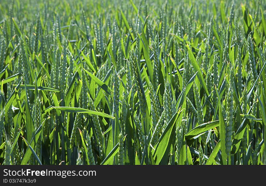 Green wheat field