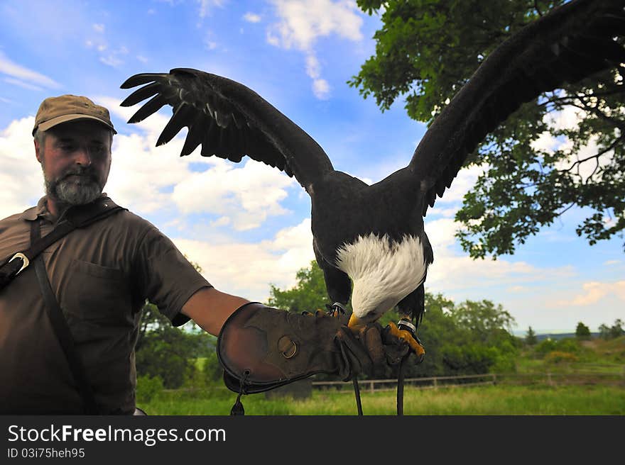 The falconer feeding the bald eagle,Falconry Harz,Saxony Anhalt,Germany. The falconer feeding the bald eagle,Falconry Harz,Saxony Anhalt,Germany.