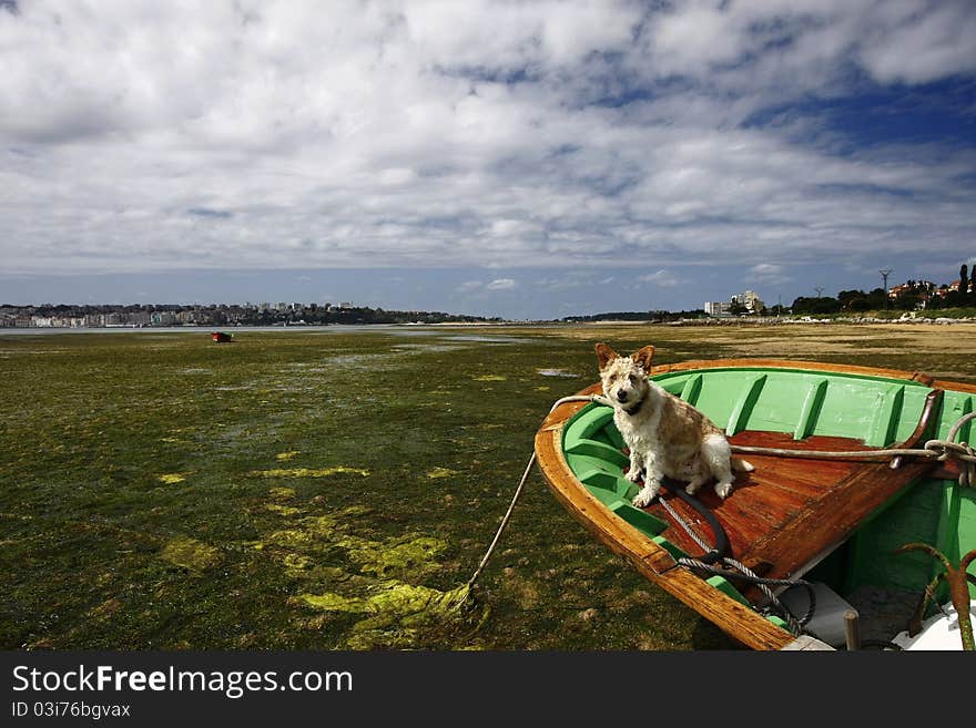 A little dog in a boat. A little dog in a boat