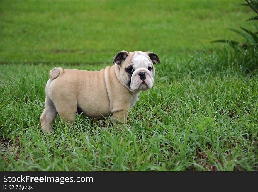 English Bulldog Puppy2