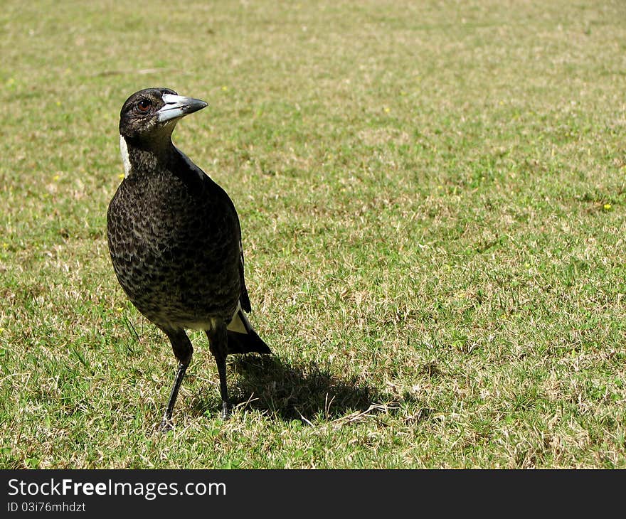 A young magpie on the front lawn, waiting for something to eat. A young magpie on the front lawn, waiting for something to eat.