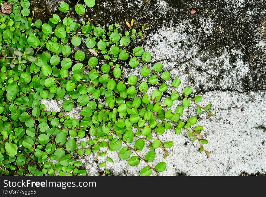 Leaves Coverd Wall For Background