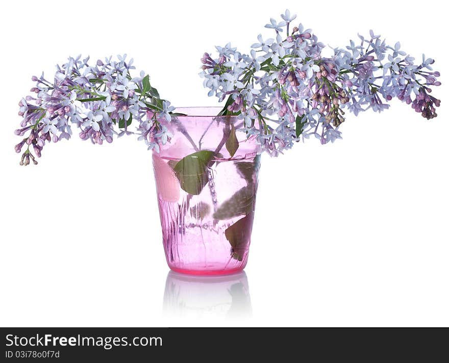 Lilacs in a glass isolated on white background