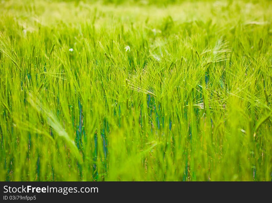 Wheat field