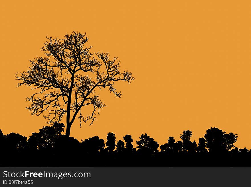 Death tree standing alone as silhouette