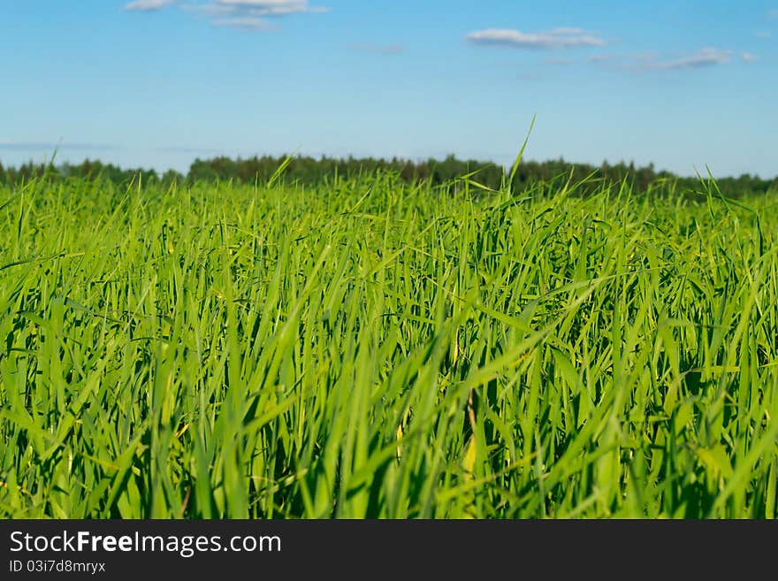 Green Grass Against The Blue Sky